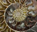 Cut Ammonite Fossil (Half) - Beautifully Agatized #58280-2